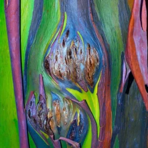 3 Years Old Rainbow Eucalyptus Tree, 48 to 72 Inc Live Plant with Vibrant Multi-Colored Bark for Outdoor Planting