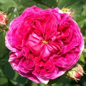 Climbing Roses Live Plants, Fourth of July Rose Climbing Bushes for Planting, No Pot, Cut Back, Well Rooted, No Leaf for Planting