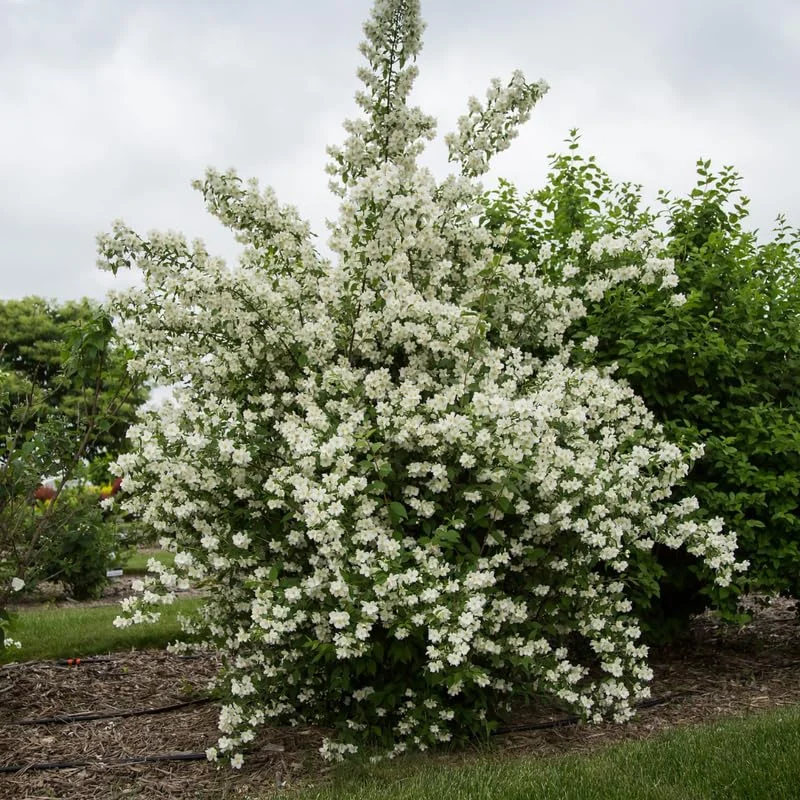 Set 5 Mock Orange Shrub Live Plants Trees Plants Bare Roots, No Pot, No Leaf, White Flowers Mock Orange Tree for Planting, Fragrant Mock Orange