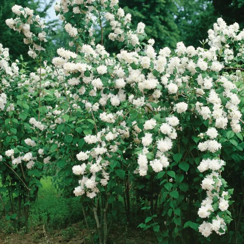 Set 5 Mock Orange Shrub Live Plants Trees Plants Bare Roots, No Pot, No Leaf, White Flowers Mock Orange Tree for Planting, Fragrant Mock Orange