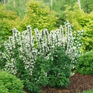 Large Mock Orange Plant Live in Gallon Pot, Mock Orange Shrubs Live Plants, Bare Root, White Flowers Mock Orange Tree for Planting