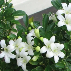 Big Philadelphus Mock Orange Plants Trees Bush Shrub in Gallon Pot, Mock Orange Shrubs Live Plants, White Flowers Mock Orange Tree for Planting