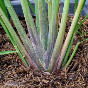 Set 20 Big Lemongrass Plants Live Fully Rooted for Planting, Lemon Grass Live Plants, Fresh Rooted Lemongrass Stalks for Planting Outdoors