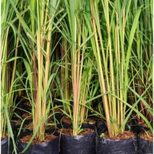 Set 20 Big Lemongrass Plants Live Fully Rooted for Planting, Lemon Grass Live Plants, Fresh Rooted Lemongrass Stalks for Planting Outdoors