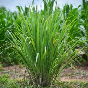 Set 30 Large Lemongrass Plants Live Fully Rooted for Planting, Lemon Grass Live Plants, Fresh Rooted Lemongrass Stalks Outside for Planting