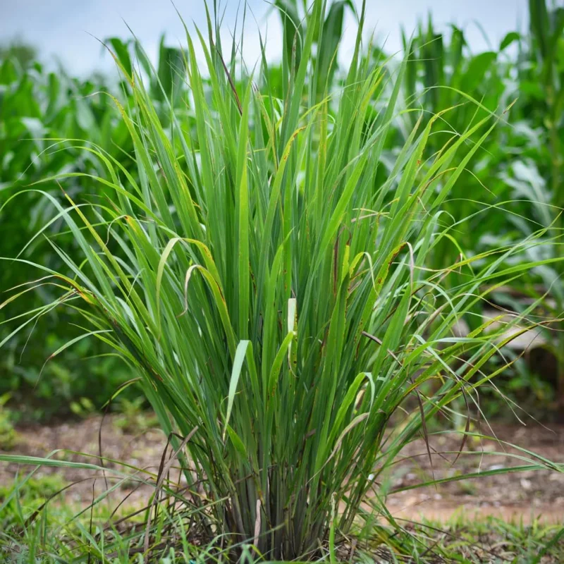 Set 30 Large Lemongrass Plants Live Fully Rooted for Planting, Lemon Grass Live Plants, Fresh Rooted Lemongrass Stalks Outside for Planting