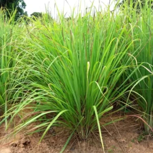 Set 30 Large Lemongrass Plants Live Fully Rooted for Planting, Lemon Grass Live Plants, Fresh Rooted Lemongrass Stalks Outside for Planting