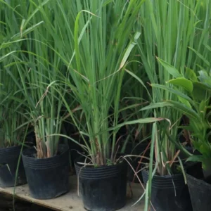 Set 35 Big Lemongrass Plants Live Fully Rooted for Planting, No Pot, Lemon Grass Live Plants, Fresh Rooted Lemongrass Stalks