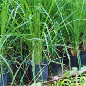 Set 35 Big Lemongrass Plants Live Fully Rooted for Planting, No Pot, Lemon Grass Live Plants, Fresh Rooted Lemongrass Stalks