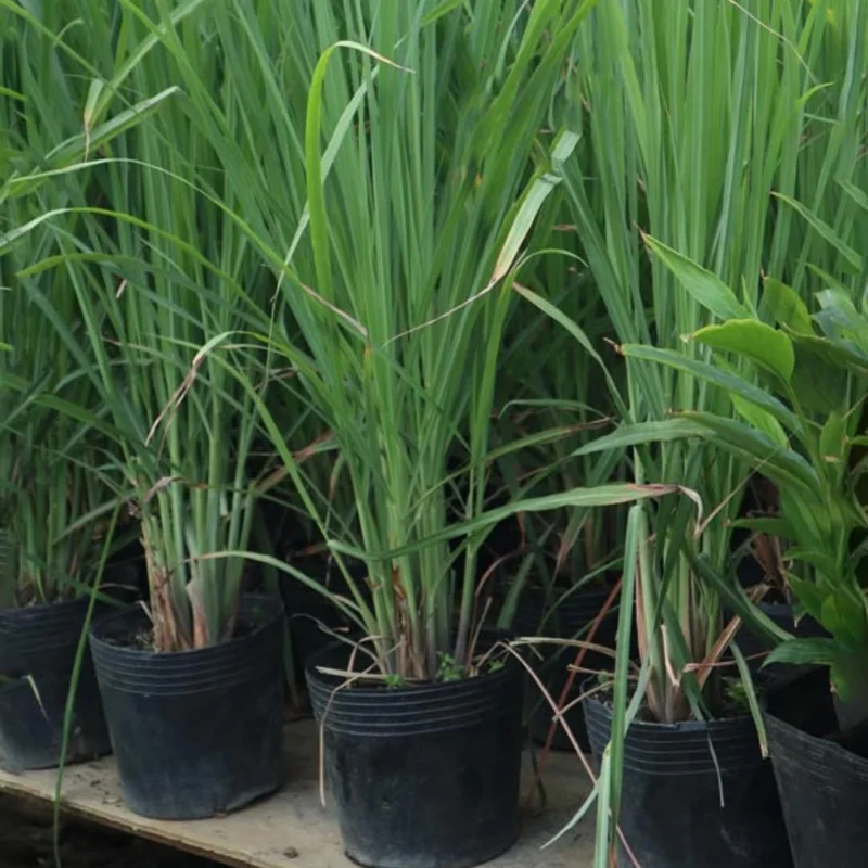 Set 8 Big Lemon Grass Live Plants, Bare Root Lemongrass Plants Live Fully Rooted for Planting, Fresh Rooted Lemongrass Stalks