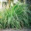 Set 8 Big Lemon Grass Live Plants, Bare Root Lemongrass Plants Live Fully Rooted for Planting, Fresh Rooted Lemongrass Stalks
