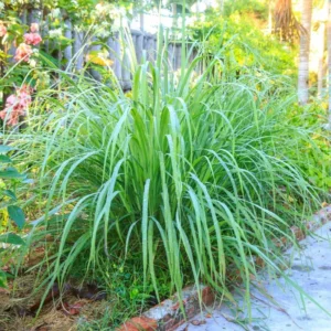 Set 8 Big Lemon Grass Live Plants, Bare Root Lemongrass Plants Live Fully Rooted for Planting, Fresh Rooted Lemongrass Stalks