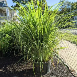 Set 30 Lemongrass Plants Live Fully Rooted for Planting, Fresh Large Lemon Grass Live Plants, Well-Rooted Lemongrass Stalks