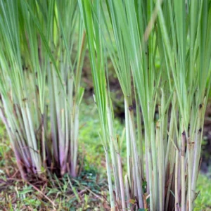 Set 30 Lemongrass Plants Live Fully Rooted for Planting, Fresh Large Lemon Grass Live Plants, Well-Rooted Lemongrass Stalks