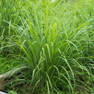 Set 30 Lemongrass Plants Live Fully Rooted for Planting, Fresh Large Lemon Grass Live Plants, Well-Rooted Lemongrass Stalks