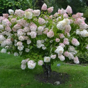 Hydrangea Bush Shrub Tree Live Plant in 4” Pot