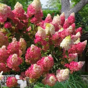 Hydrangea Bush Shrub Tree Live Plant in 4” Pot
