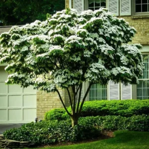Dogwood Tree for Planting Outdoors