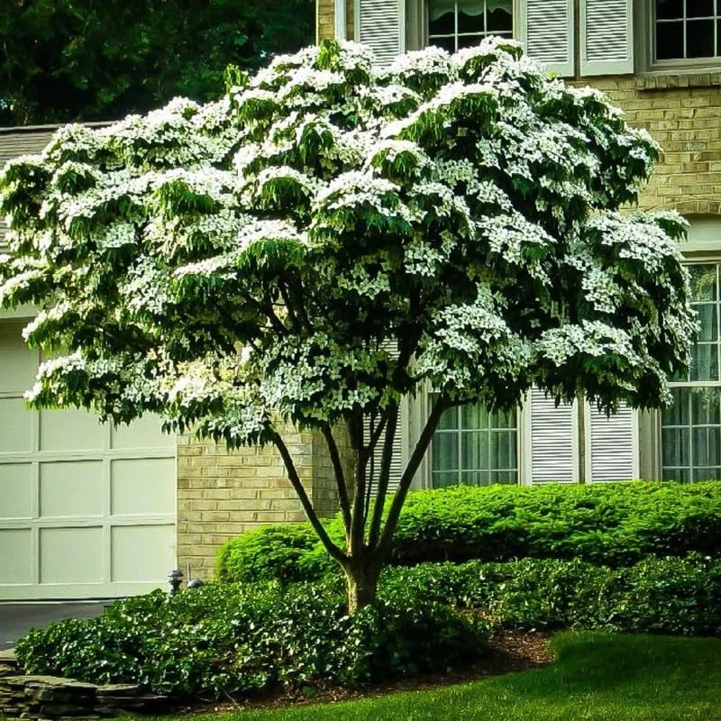 Dogwood Tree for Planting Outdoors
