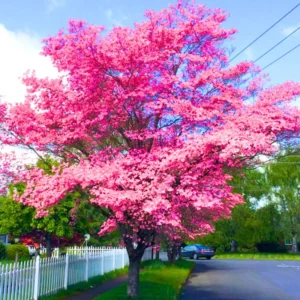 Set 5 Dogwood Trees Live Plants