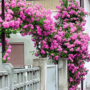 Climbing Rose Live Plant Well Rooted, No Leaf, Ready To Plant Indoor Outdoor, Climber Rose Bush, Hybrid Tea Rose Like, Very Fragrant, Long Bloomer