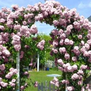 Climbing Rose Live Plant Well Rooted, No Leaf, Ready To Plant Indoor Outdoor, Climber Rose Bush, Hybrid Tea Rose Like, Very Fragrant, Long Bloomer