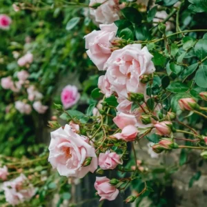 Climbing Rose Live Plant Well Rooted, No Leaf, Ready To Plant Indoor Outdoor, Climber Rose Bush, Hybrid Tea Rose Like, Very Fragrant, Long Bloomer