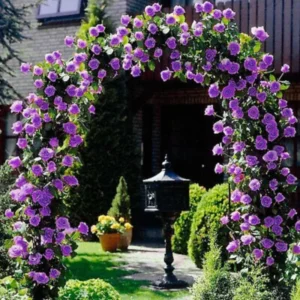 Climbing Rose Live Plant Well Rooted, No Leaf, Ready To Plant Indoor Outdoor, Climber Rose Bush, Hybrid Tea Rose Like, Very Fragrant, Long Bloomer