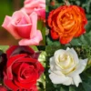 Pack 2 Mix Climbing Rose Live Plants Bushes Fragrant Well Rooted - No Leaf - Cut Back for Summer Planting