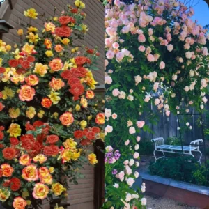 Pack 2 Mix Climbing Rose Live Plants Bushes Fragrant Well Rooted - No Leaf - Cut Back for Summer Planting