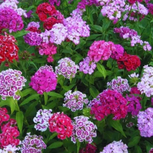 Set 4 Mixed Dianthus Perennial Plants Live, Dianthus Live Plants for Outside Planting, Pink White Red Dianthus Color, Dianthus Flowers Plant Live, Zones 3 to 9