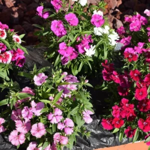 Set 4 Mixed Dianthus Perennial Plants Live, Dianthus Live Plants for Outside Planting, Pink White Red Dianthus Color, Dianthus Flowers Plant Live, Zones 3 to 9