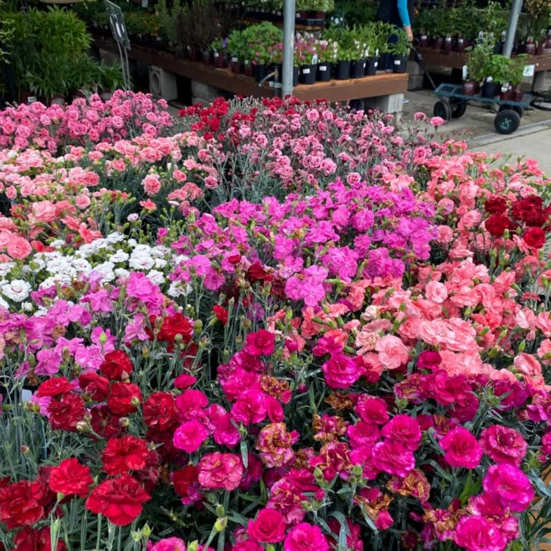 Set 6 Mixed Dianthus Perennial Plants Live, Dianthus Live Plants for Outside Planting, Pink White Red Dianthus Color, Dianthus Flowers Plant Live, Zones 3 to 9