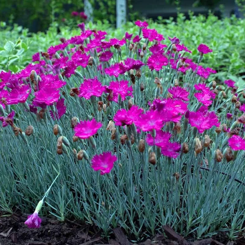 Set 6 Mixed Dianthus Perennial Plants Live, Dianthus Live Plants for Outside Planting, Pink White Red Dianthus Color, Dianthus Flowers Plant Live, Zones 3 to 9