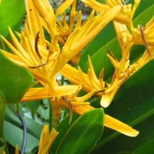 Bird of Paradise Live Plant, Strelitzia Reginae Plant Live Tropical Perennial Blooming, Houseplant Decor Indoor Outdoor