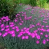 Set 10 Mixed Dianthus Perennial Plants Live, Dianthus Live Plants for Outside Planting, Pink White Red Dianthus Color, Dianthus Flowers Plant Live, Zones 3 to 9