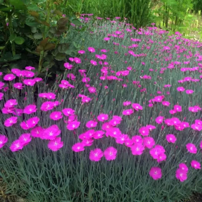 Set 10 Mixed Dianthus Perennial Plants Live, Dianthus Live Plants for Outside Planting, Pink White Red Dianthus Color, Dianthus Flowers Plant Live, Zones 3 to 9