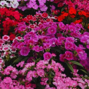 Set 10 Mixed Dianthus Perennial Plants Live, Dianthus Live Plants for Outside Planting, Pink White Red Dianthus Color, Dianthus Flowers Plant Live, Zones 3 to 9