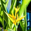 2 Bird of Paradise Live Plants, Strelitzia Reginae Plants Live Tropical Perennial Blooming, Houseplant Decor Indoor Outdoor