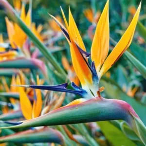 2 Bird of Paradise Live Plants, Strelitzia Reginae Plants Live Tropical Perennial Blooming, Houseplant Decor Indoor Outdoor
