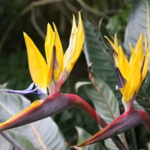 2 Bird of Paradise Live Plants, Strelitzia Reginae Plants Live Tropical Perennial Blooming, Houseplant Decor Indoor Outdoor