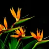 Set 2 Bird of Paradise Plants Live, Strelitzia Reginae Live Plant, Tropical Perennial Blooming, Houseplant Indoor Outdoor Planting