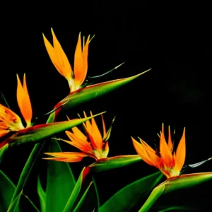 Set 2 Bird of Paradise Plants Live, Strelitzia Reginae Live Plant, Tropical Perennial Blooming, Houseplant Indoor Outdoor Planting
