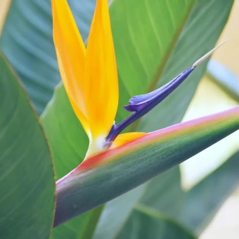 Set 2 Bird of Paradise Plants Live, Strelitzia Reginae Live Plant, Tropical Perennial Blooming, Houseplant Indoor Outdoor Planting