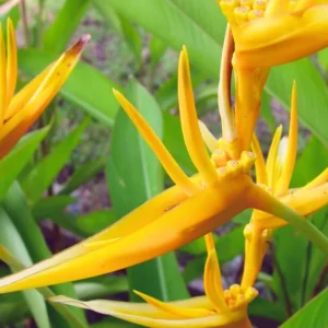 Set 2 Bird of Paradise Plants Live, Strelitzia Reginae Live Plant, Tropical Perennial Blooming, Houseplant Indoor Outdoor Planting