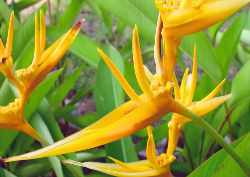 Set 2 Bird of Paradise Plants Live, Strelitzia Reginae Live Plant, Tropical Perennial Blooming, Houseplant Indoor Outdoor Planting