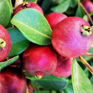 5-8 Inch Guava Tree - Live Plant, Sweet Tropical Fruit for Home Gardens Indoor Outdoor Growing