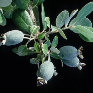 5-8 Inch Guava Tree - Live Plant, Sweet Tropical Fruit for Home Gardens Indoor Outdoor Growing