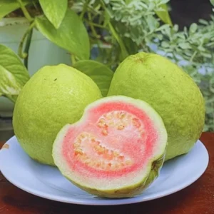 5-8 Inch Guava Tree - Live Plant, Sweet Tropical Fruit for Home Gardens Indoor Outdoor Growing