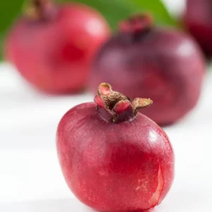 5-8 Inch Guava Tree - Live Plant, Sweet Tropical Fruit for Home Gardens Indoor Outdoor Growing